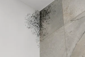 Mold on bathroom wall
